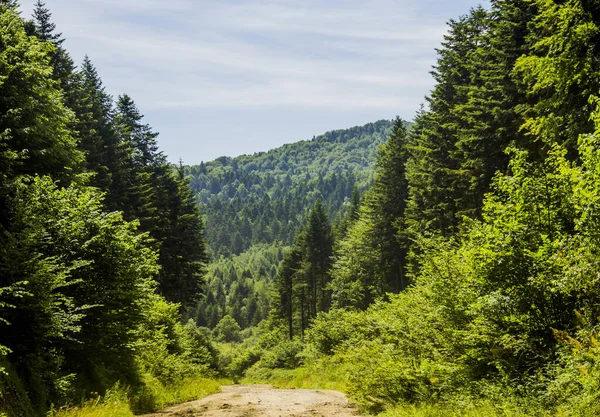 Eine Straße Durch Den Fichtenwald Den Ukrainischen Karpaten Nationalpark Skole — Stockfoto