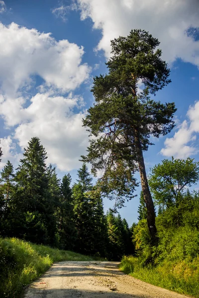 Ukrayna 'nın Ukrayna Karpatları, Skole Beskids Ulusal Doğa Parkı, Lviv Bölgesi Ukrayna' nın Lviv Bölgesi 'ndeki Ladin Ormanı' ndan geçen uzun ve yalnız bir ladin ağacı.