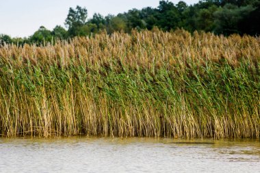 Su boyunca uzun bir sıra dev sazlığın (arundo donax) yakın çekim yatakları