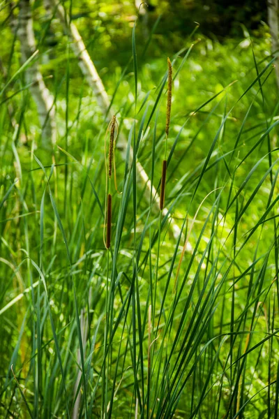 Close Van Een Bruine Bulrush Staarten Riet Aan Vijverkust — Stockfoto