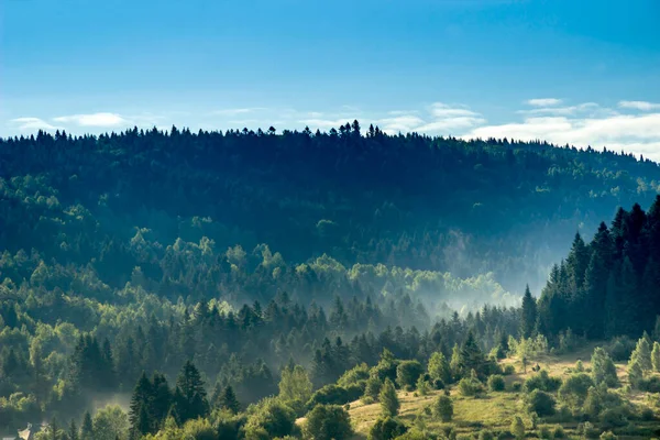 Paysage Une Forêt Épicéa Des Carpates Parc Naturel National Skole — Photo
