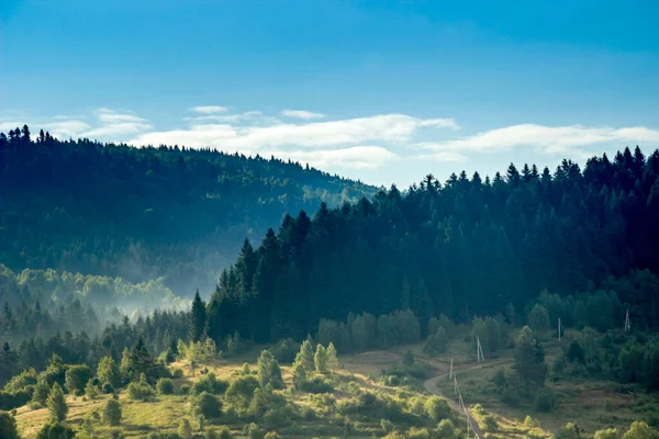 Landschap Van Een Sparren Karpaten Bos Skole Beskids National Nature — Stockfoto