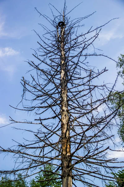 Ett Dött Granträd Utan Blad Naturen Grumlig Bakgrund — Stockfoto