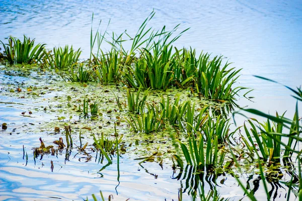 Primer Plano Una Hierba Verde Creciendo Lago — Foto de Stock