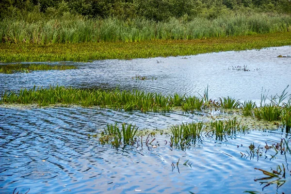 Primer Plano Una Hierba Verde Creciendo Lago — Foto de Stock