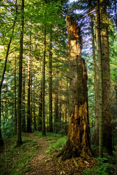 乌克兰利沃夫地区Skole Beskids国家自然公园乌克兰喀尔巴阡山脉森林里的一棵云杉树干 — 图库照片