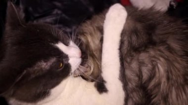 Büyük, gri ve beyaz bir erkek kedinin yakın plan resmi. Gri bir dişi kediyi yalıyor.