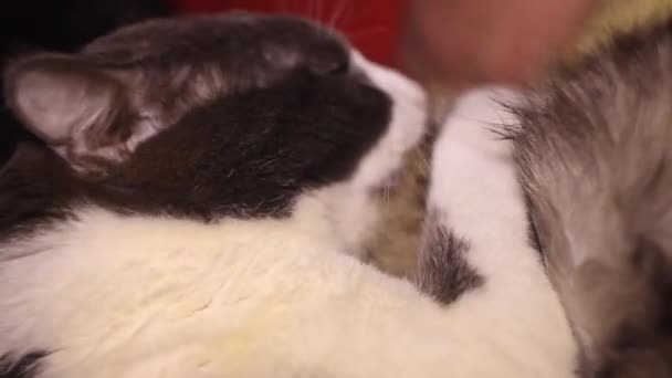 Zbliżenie Duży Szary Biały Mężczyzna Kot Lizać Szary Kobieta Kot — Wideo stockowe