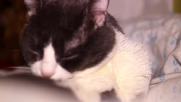 Close Grande Gato Cinza Branco Preparando Limpar Sua Pele Enquanto — Vídeo de Stock