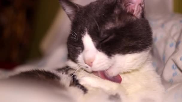 Primo Piano Grosso Gatto Grigio Bianco Che Pulisce Pelliccia Mentre — Video Stock