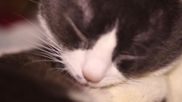 Close Van Een Grote Grijze Witte Kat Die Zijn Vacht — Stockvideo