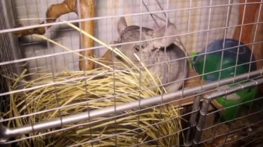 Gri, şirin bir çinçillanın yakın çekimi kafesteki samanı yiyor.