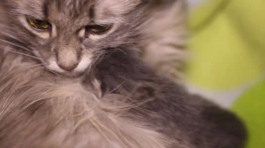 Küçük göğüs beyazından bir kedi yavrusu annesinin sütünü emer.