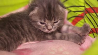 Yeni doğmuş şirin gri kedi yavrusunun yakın çekimi.