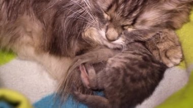 Küçük, sevimli, kör, gri bir kedinin anne kedisiyle yatışı.