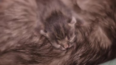 Küçük, sevimli, kör, gri bir kedinin anne kedisiyle yatışı.