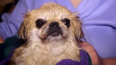 Bir kadın banyo yaptıktan sonra ıslak bir Pekin köpeğini havluyla siler.