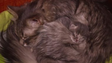 Küçük, sevimli, kör, gri bir kedinin anne kedisiyle yatışı.