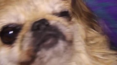 Bir kadın banyo yaptıktan sonra ıslak bir Pekin köpeğini havluyla siler.