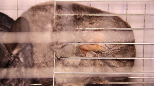 一只灰色的金丝雀的特写镜头 它躺在笼中的网格后面 — 图库视频影像