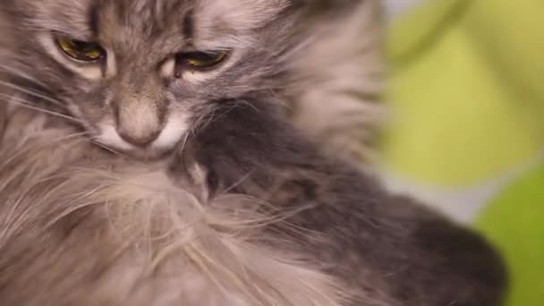 Close Small Breast Grey Kitten Suck Her Mother Milk Breast — Stock Video