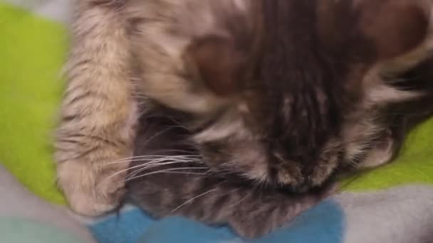 Zbliżenie Widok Matka Kot Kąpiel Jej Szary Ślepy Kotek Lizanie — Wideo stockowe