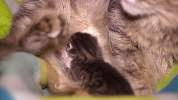 Close Van Een Kleine Borst Grijs Kitten Zuigen Haar Moeder — Stockvideo