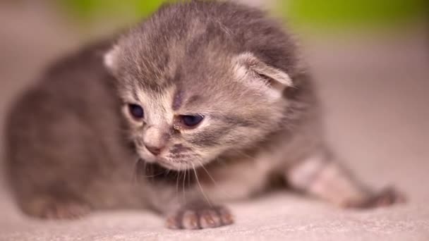 Close Gato Bonito Recém Nascido Cinza Gatinho — Vídeo de Stock