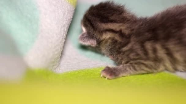 Close Cute Newborn Grey Kitten Cat — Stock Video