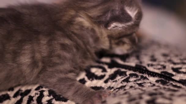 Close Van Een Schattige Pasgeboren Grijze Kitten Kat — Stockvideo