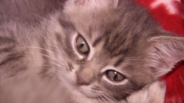 Close Cute Two Month Aged Grey Kitten Cat — Stock Video