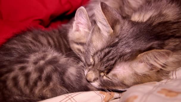 Close Een Kop Van Een Slapende Grijze Kat Kleine Slapende — Stockvideo