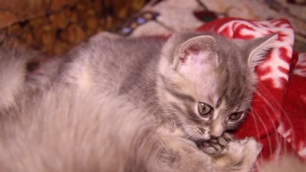 Κοντινό Πλάνο Μιας Χαριτωμένης Γκρίζας Γάτας Δύο Μηνών — Αρχείο Βίντεο