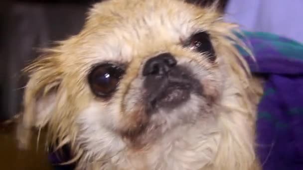 Kobieta Wyciera Mokry Dorosły Pies Pekiński Ręcznikiem Kąpieli — Wideo stockowe