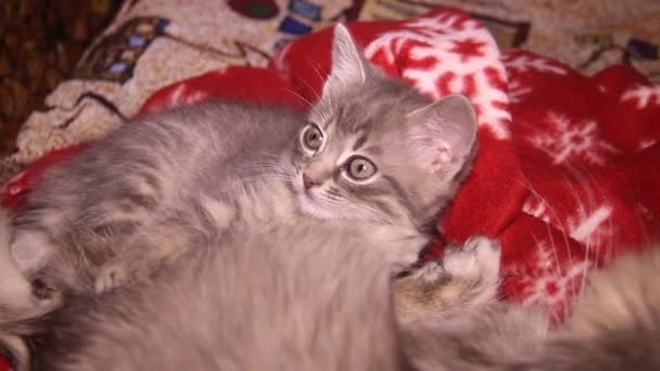 Κοντινό Πλάνο Μιας Χαριτωμένης Γκρίζας Γάτας Δύο Μηνών — Αρχείο Βίντεο