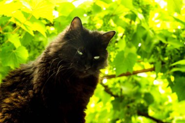 Üzüm yapraklarının altında oturan büyük siyah bir kedinin yakın çekimi.