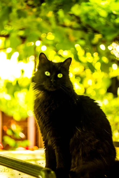 Grande Gato Preto Sentado Topo Carro Sob Folhas Uva — Fotografia de Stock