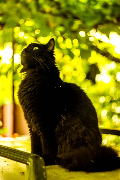 Big Black Cat Sitting Top Car Grape Leaves — Stock Photo, Image