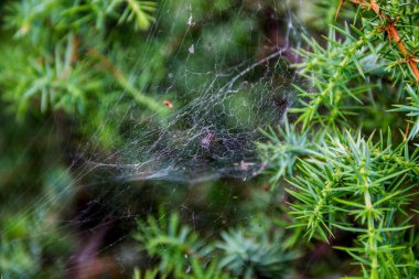 Ardıç ağacında küçük bir örümceğin yakın çekimi