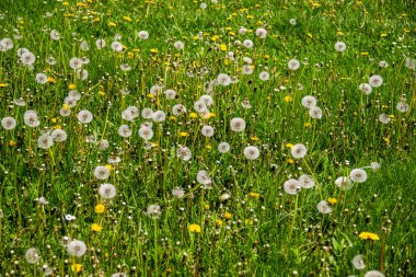 Beyaz ve sarı karahindiba tarlası.