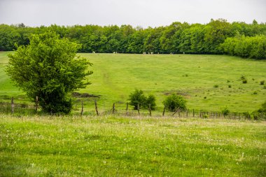 Ukrayna köyündeki yeşil arazi ve çayır tarlaları