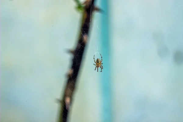 Närbild Liten Spindel Mitten Nätet — Stockfoto