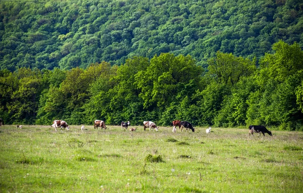 Algunas Vacas Cabras Pastando Prado Aldea Ucraniana —  Fotos de Stock