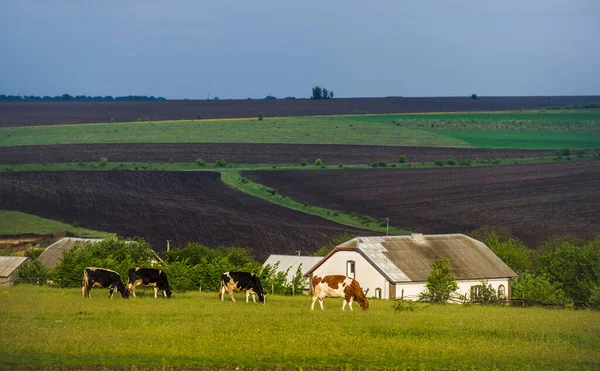 Algunas Vacas Pastando Prado Aldea Ucraniana —  Fotos de Stock