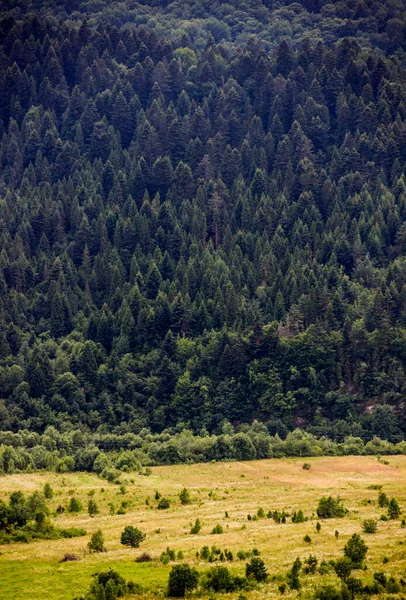 Une Forêt Épinettes Dans Les Carpates Ukrainiennes Skole Beskids National — Photo