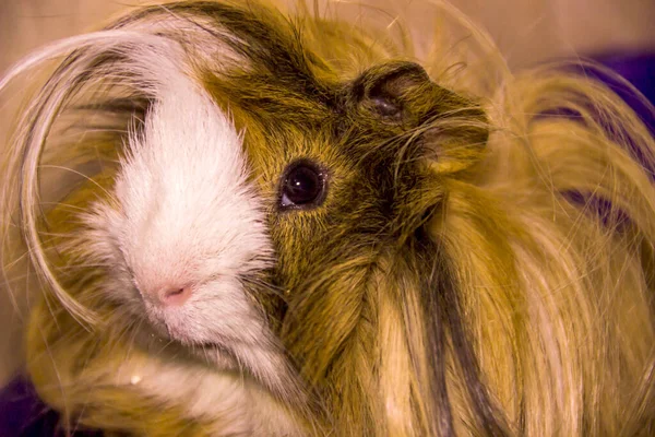 Close Red Domestic Coronet Guinea Pig Cavia Porcellus — Stock Photo, Image