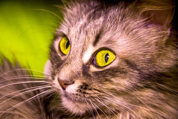Close Grey Female Cat Big Yellow Eyes Portrait — Fotografia de Stock