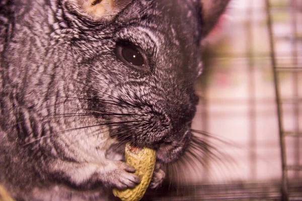 Close Grey Chinchilla Eat Peanut Cage — Stock Photo, Image