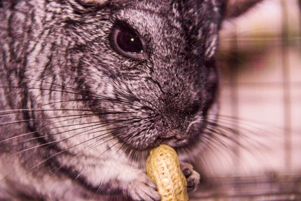 Close Grey Chinchilla Eat Peanut Cage — Stock Photo, Image