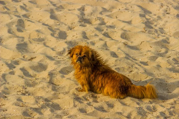 Wet Pekingese Sand Beach — Stock Photo, Image